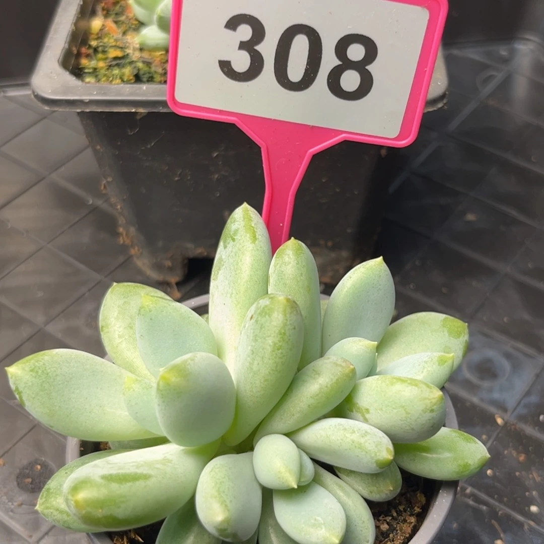 哥特多肉植物308.