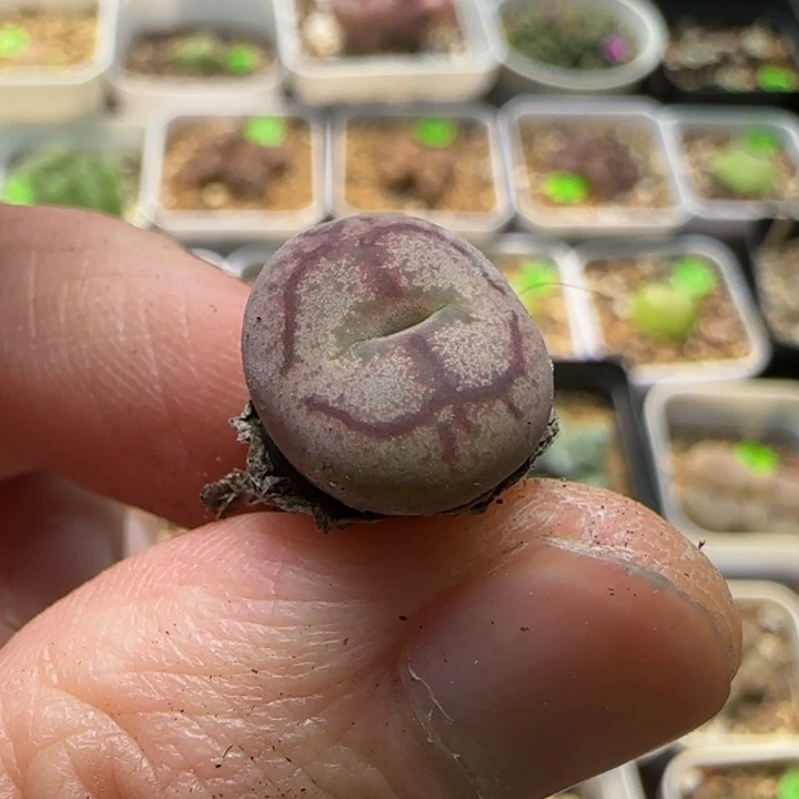 杂交漂亮多肉植物239