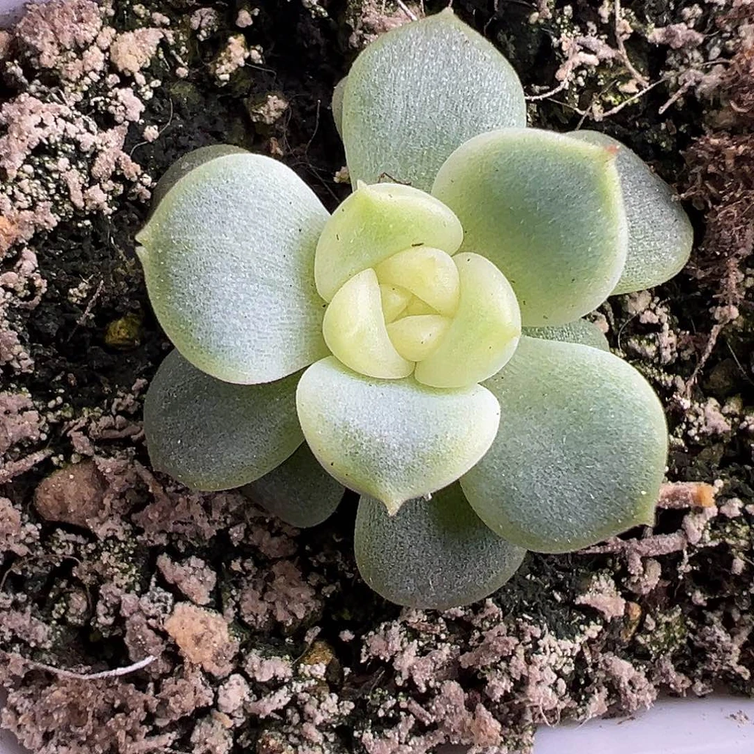 捕***手荔枝。