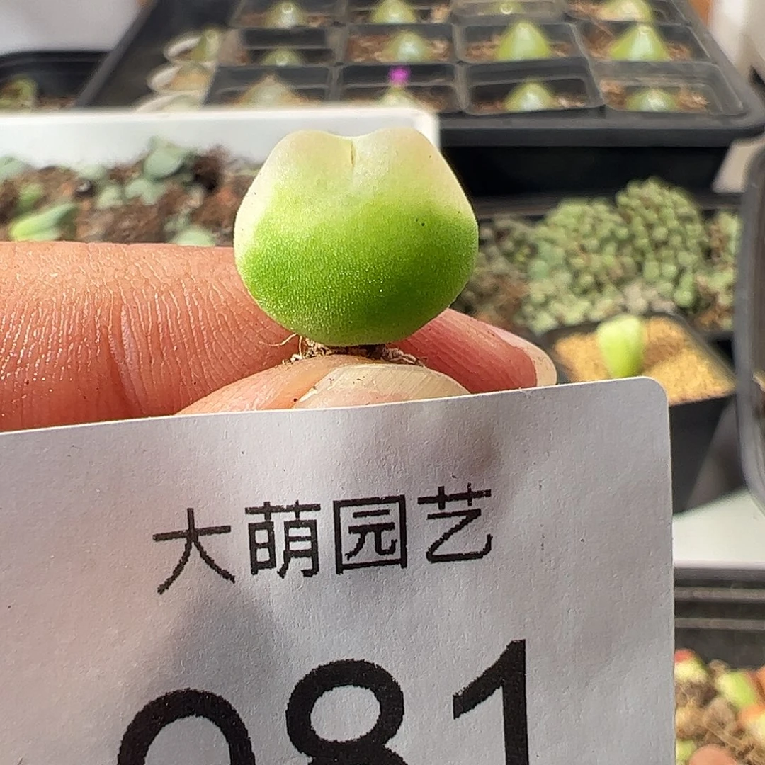 一物一拍。      981