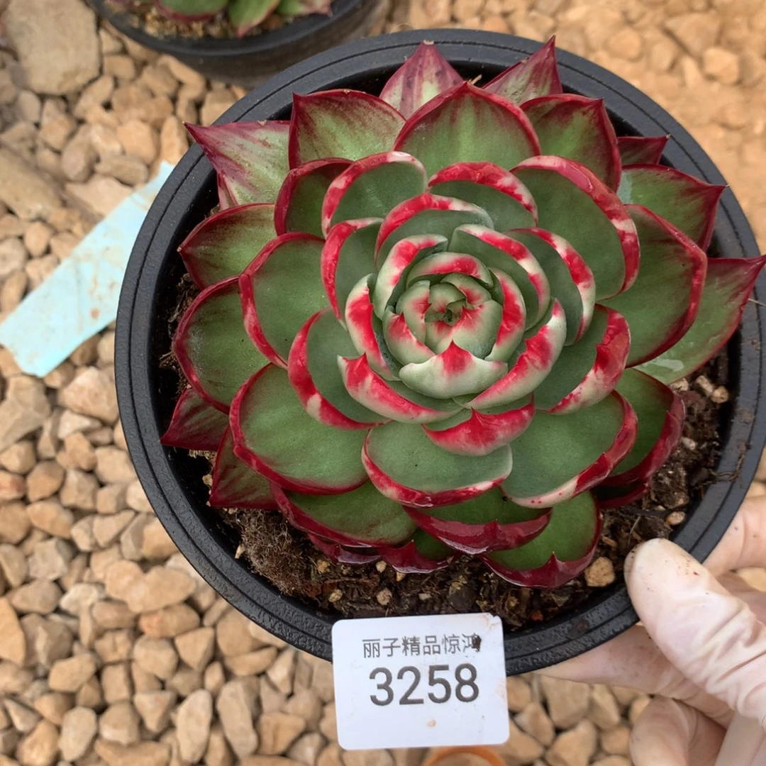 ****3258一物一拍13厘米