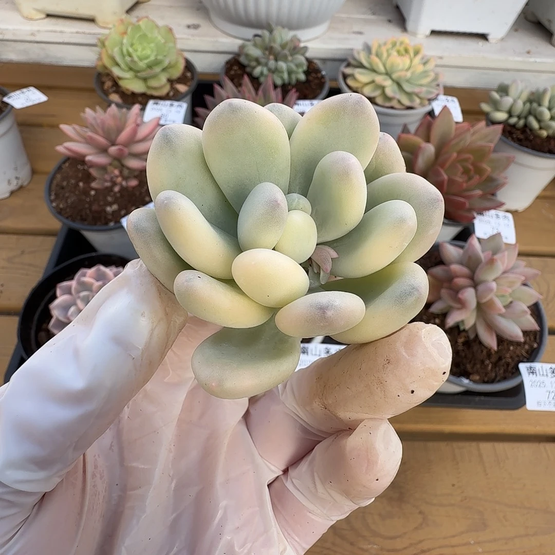 美人杂11111219-93