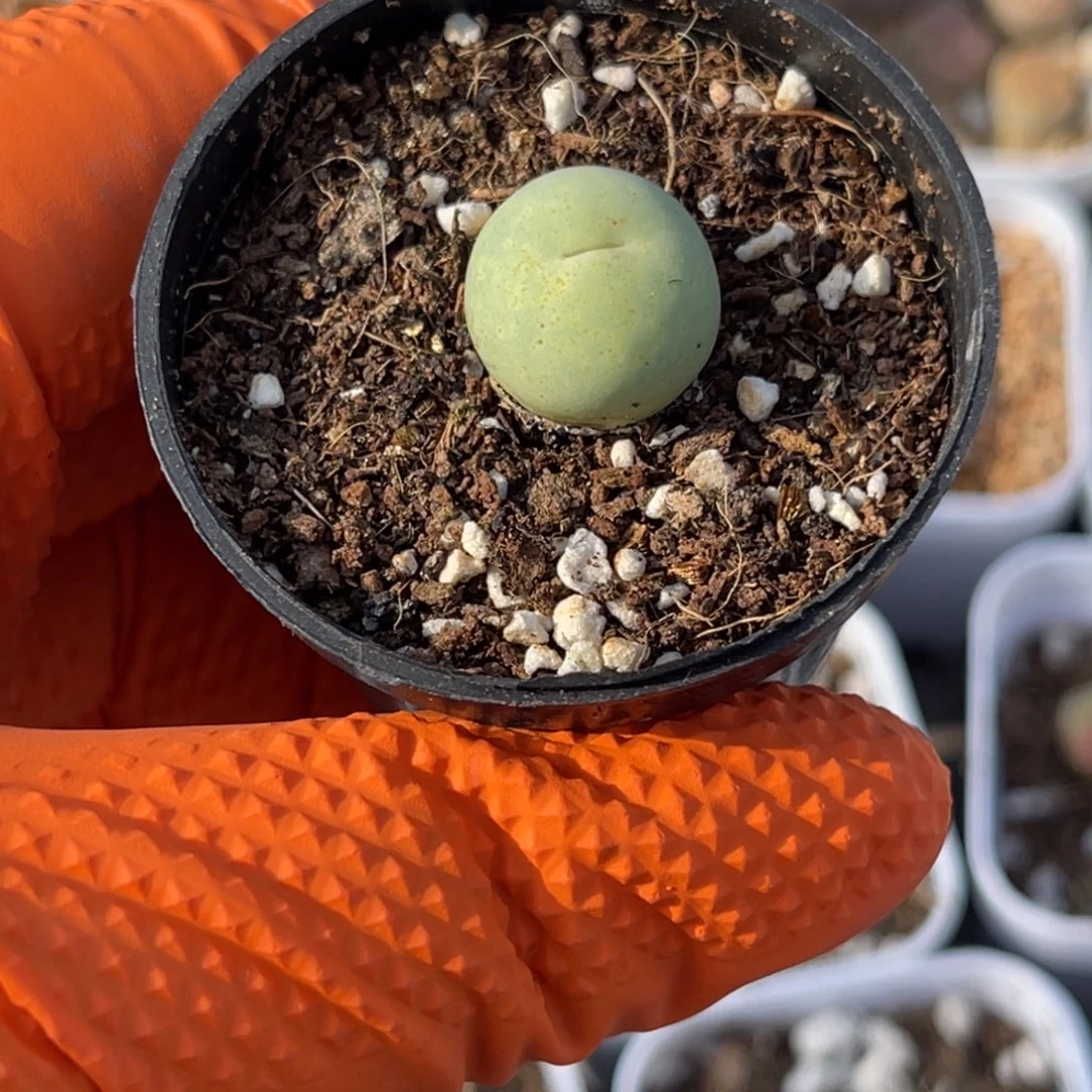 多肉植物一物一拍32