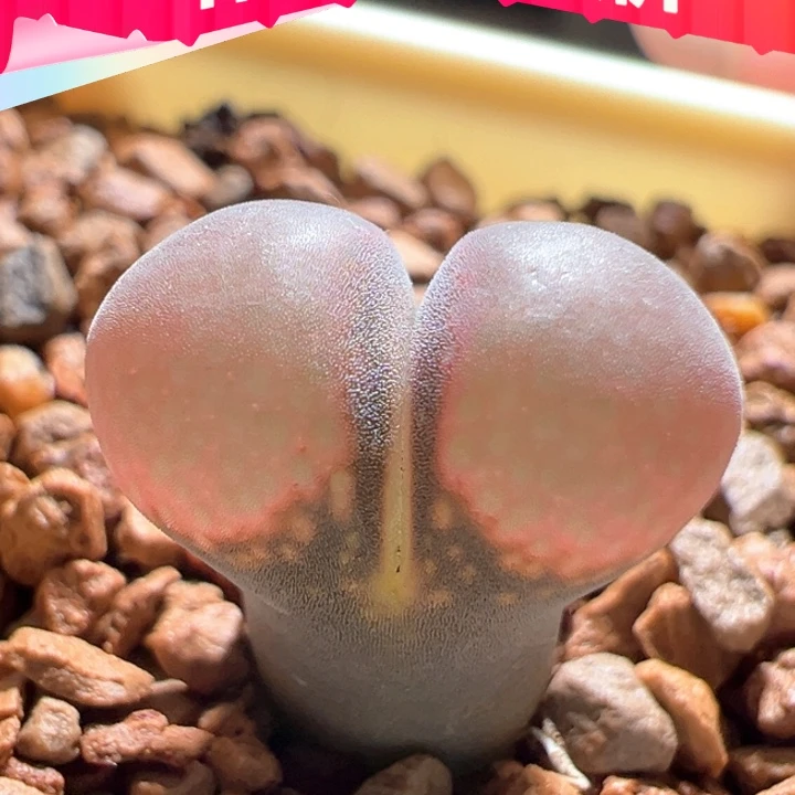 w393。兔兔c10 2年 88折后价