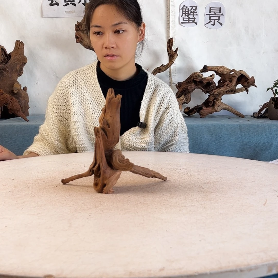 周末福利沉木造景爬宠造景