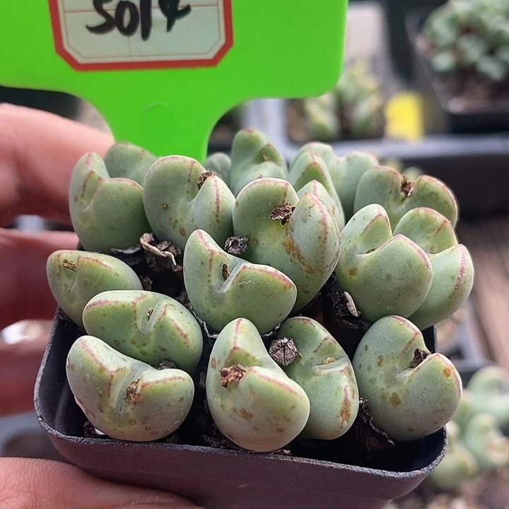 在家门口吃东西我5014