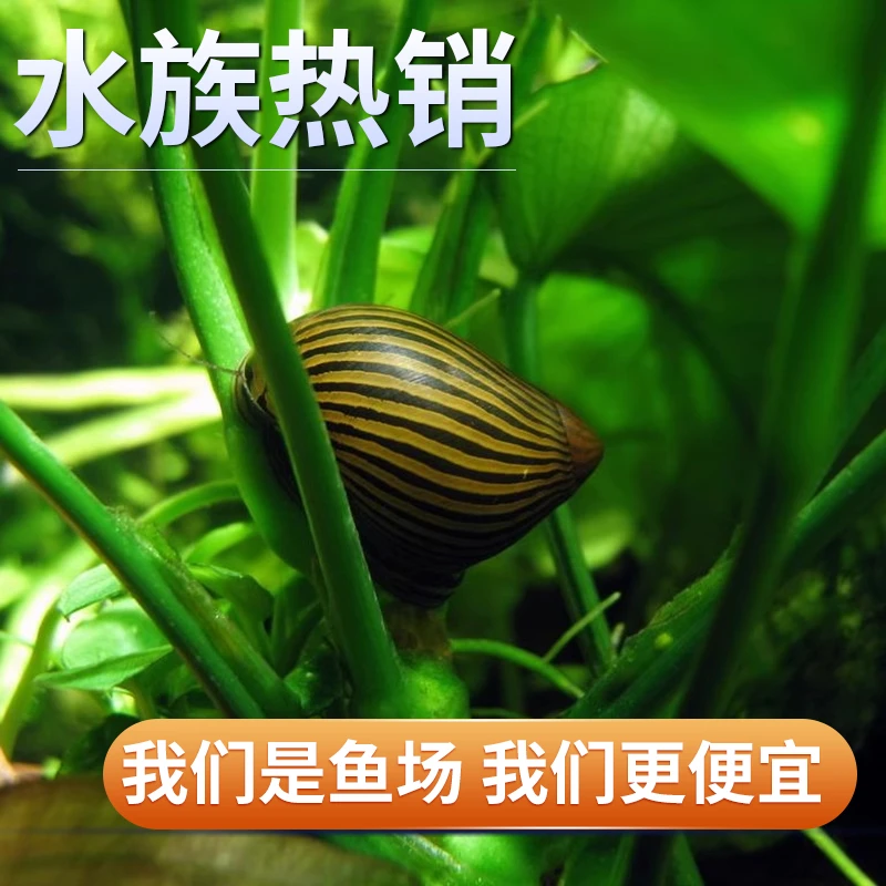 【除藻】观赏鱼斑马鱼螺净化清洁鱼缸浴缸清洁工包损斑马螺可繁殖