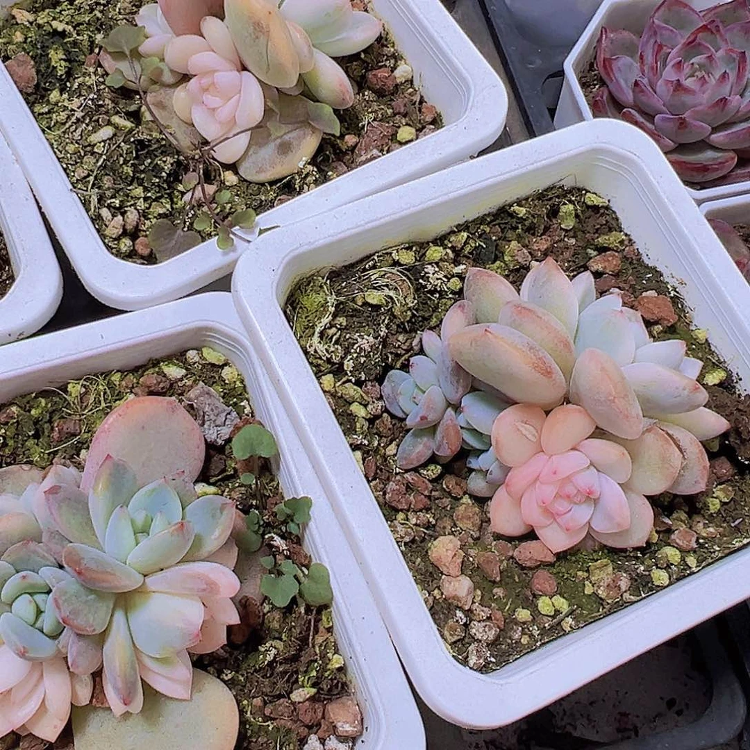 梦露锦19包邮多肉