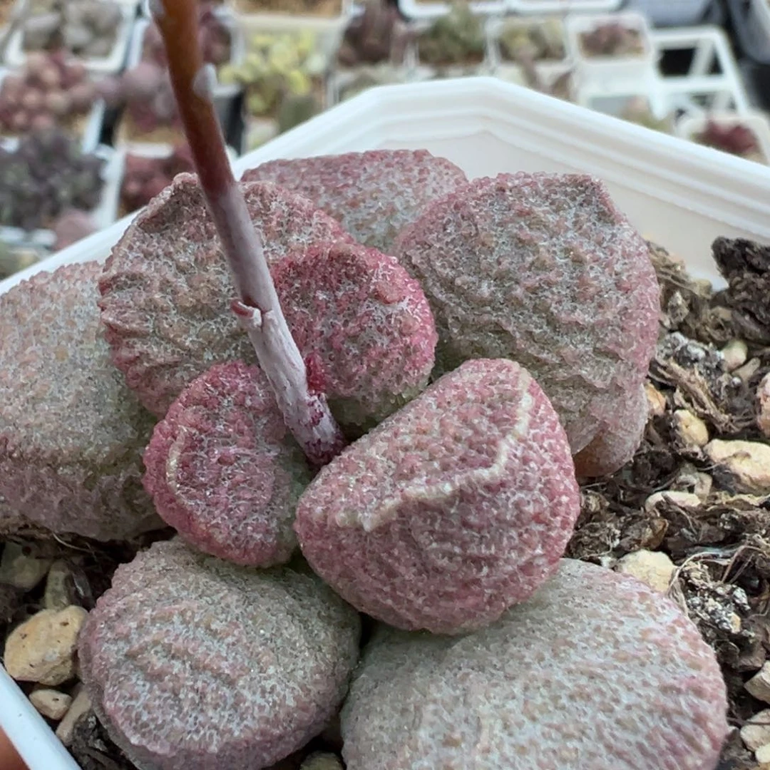 实生新品多肉植物水泡实生新品