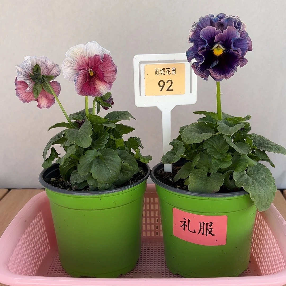 大部分开放少量花苞29.8