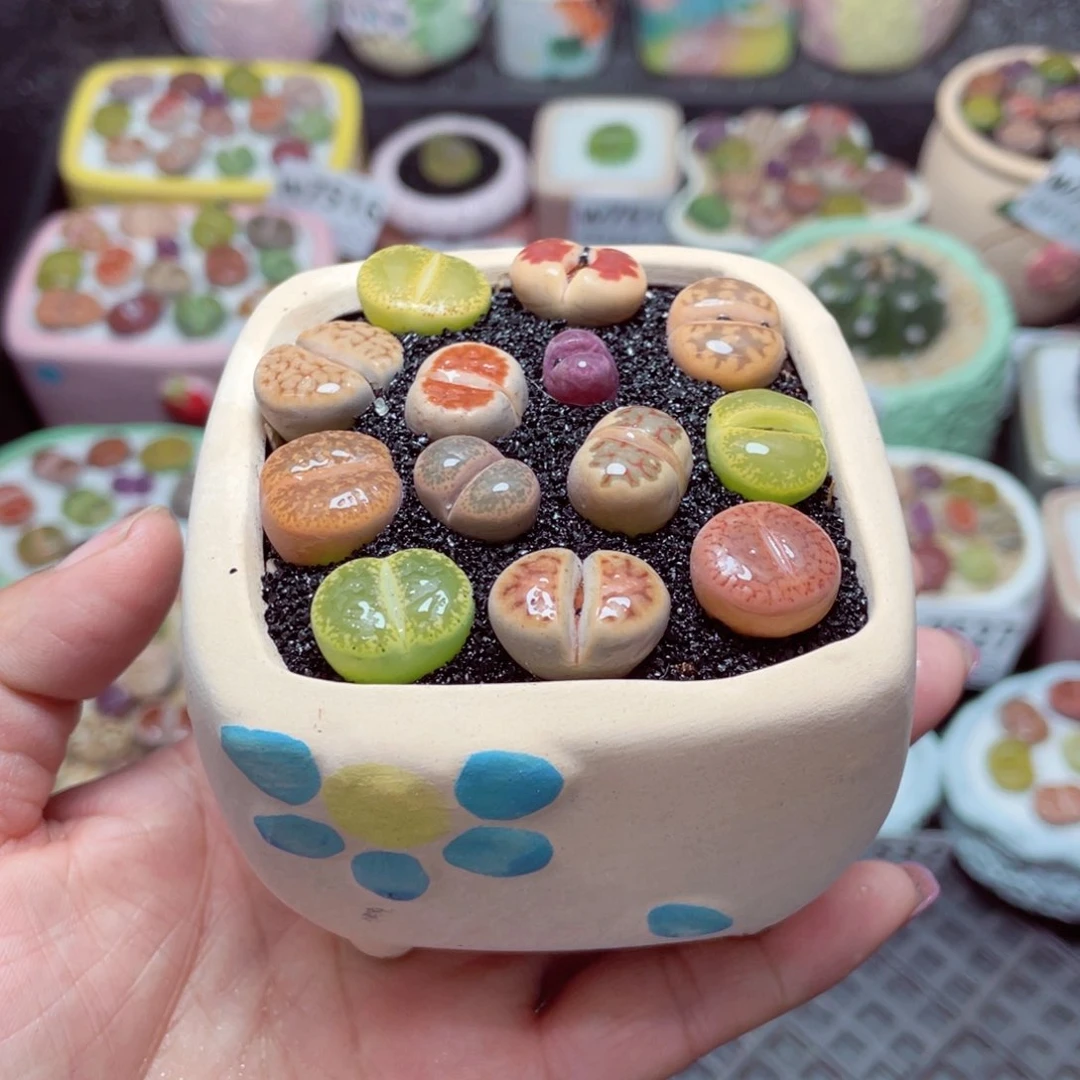 w7534 -零下地区拍保温箱-15支持寄养