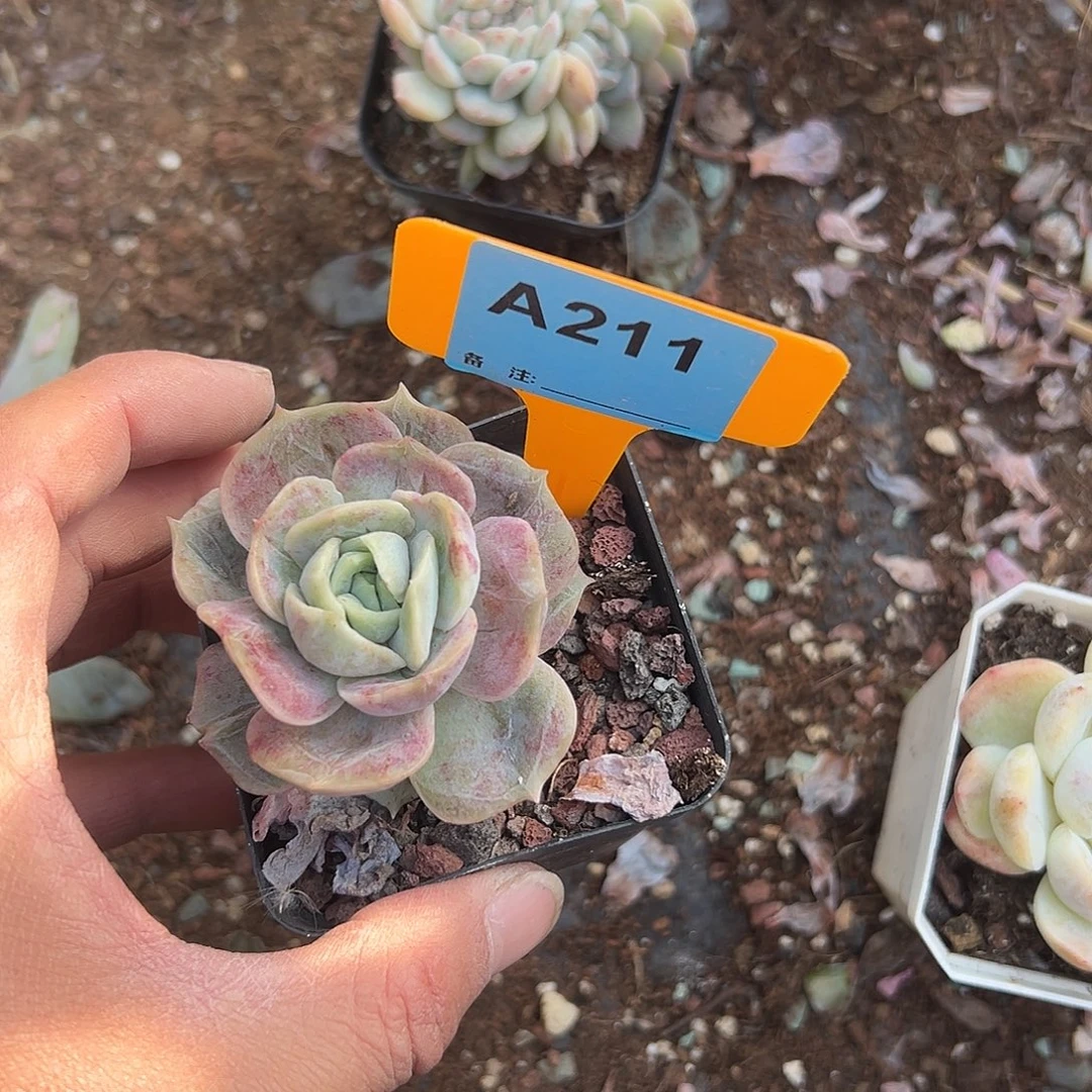 刘***菡多肉植物一物一拍