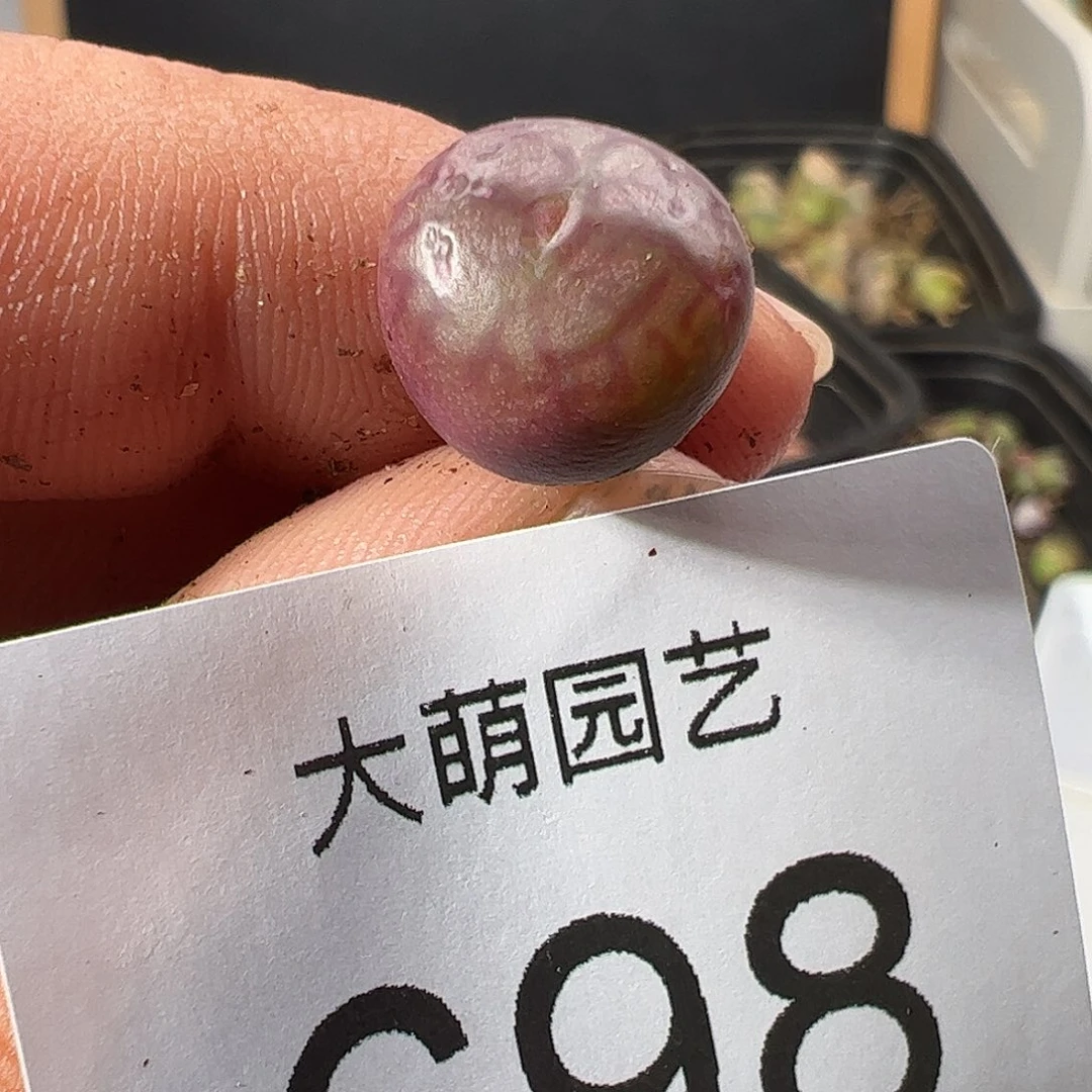 0000698 一物一拍……