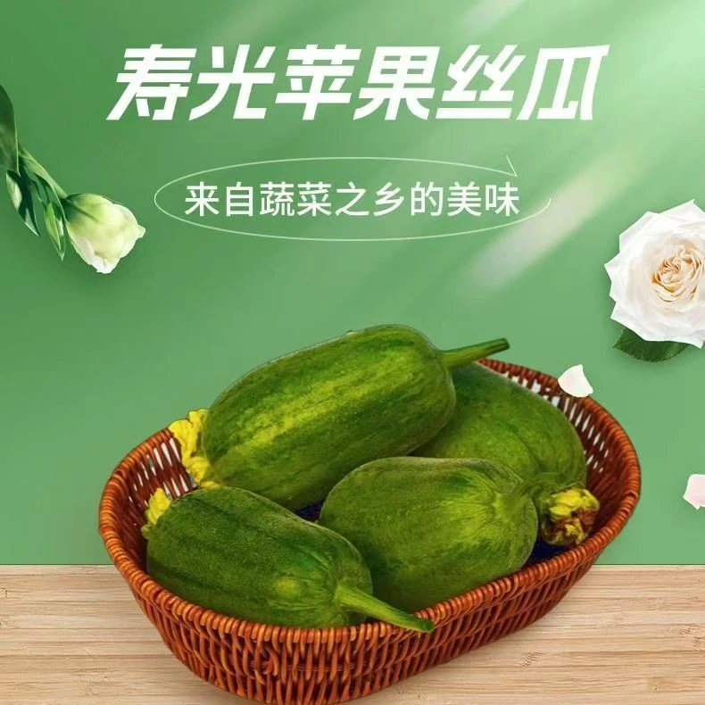新鲜蔬菜丝瓜苹果丝瓜农家自种现摘现发当季蔬菜胖丝瓜寿光蔬菜
