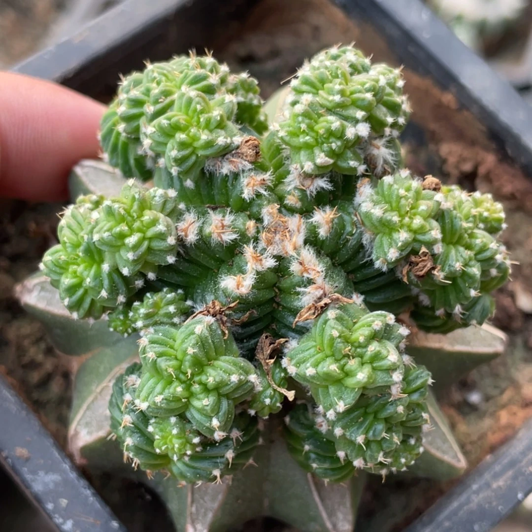 全部花朵六棱体 五星花笼群体