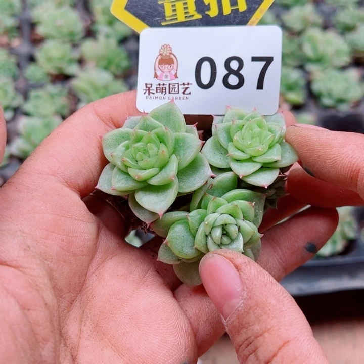 多肉植物多肉植物