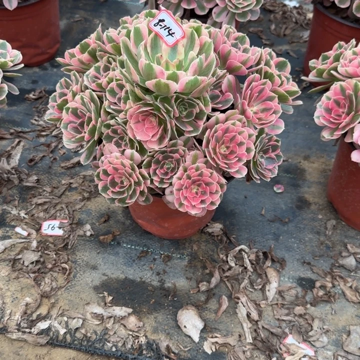 8-114女郎不包售后