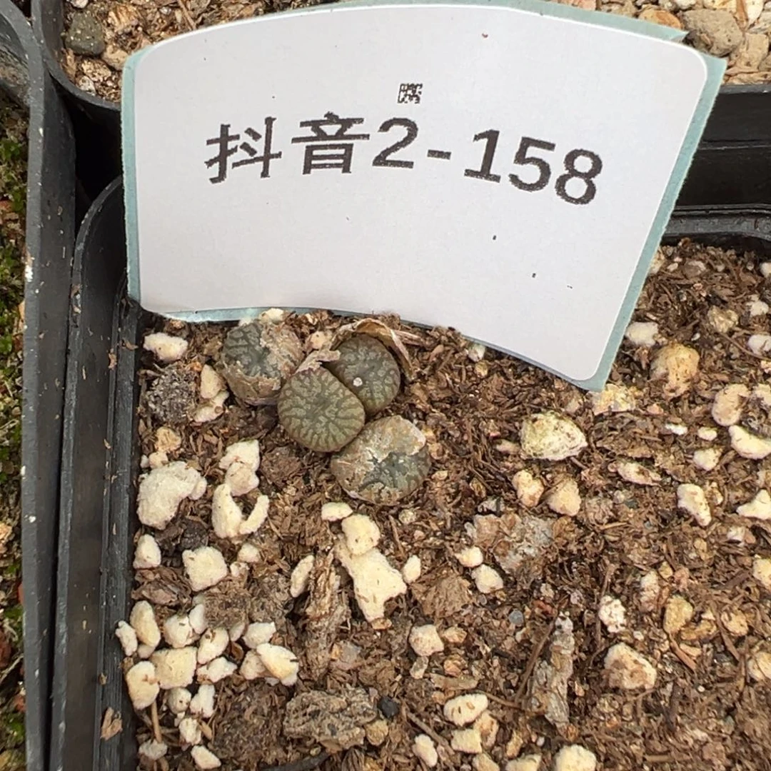 2-158肉锥多肉植物