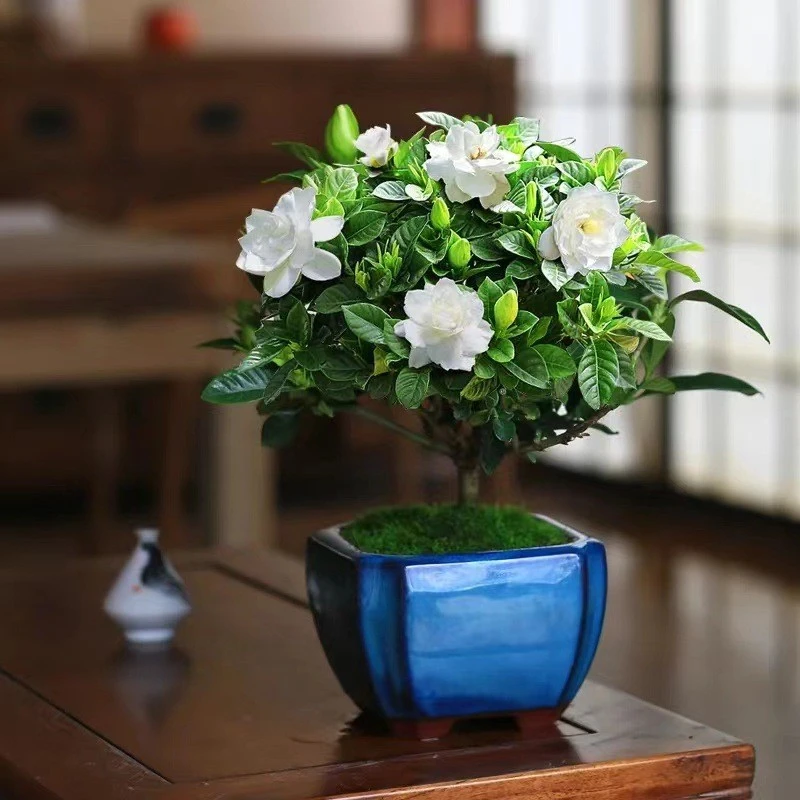 棒棒糖栀子花盆栽四季开花室内绿植植物庭院花卉树苗老桩好养花卉