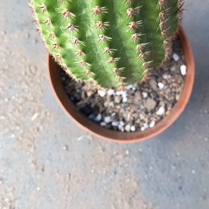 奈何毛花毛花356788