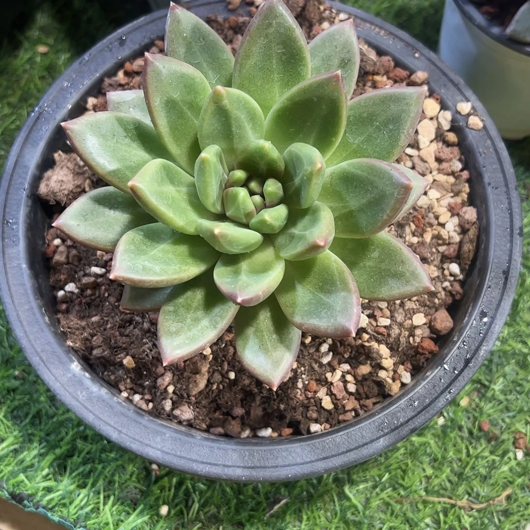 迷雾泡泡多肉植物