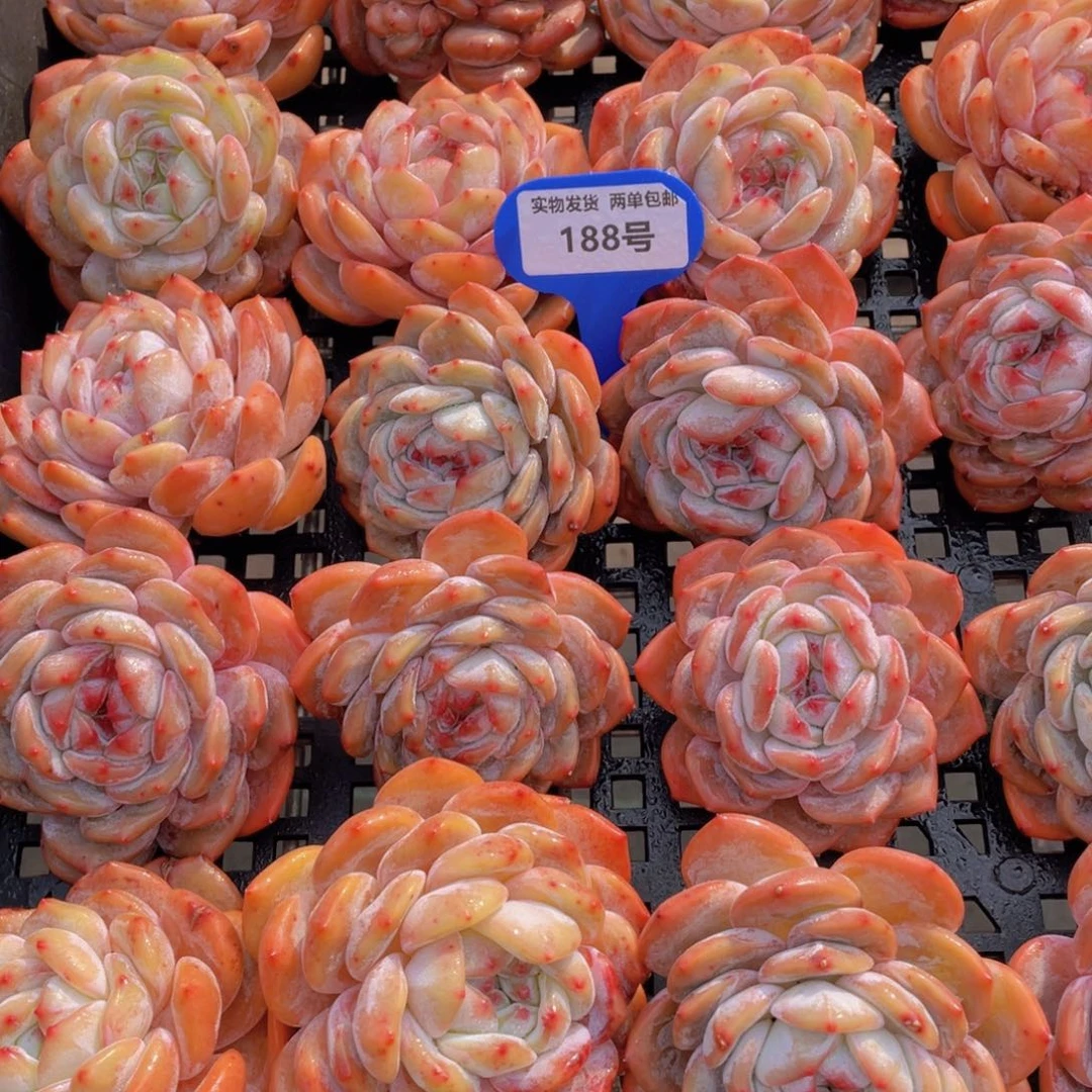 188号 宽叶全状态韩橙单头两个