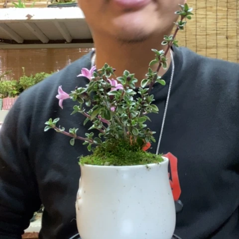 红陶高***姥一物一拍所见即所得9