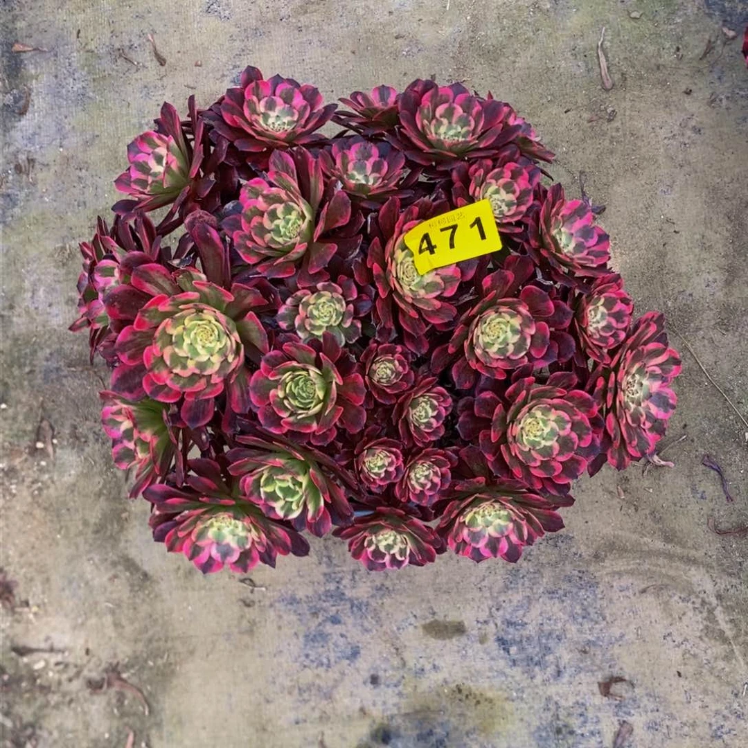 甜**子多肉0000471烟花