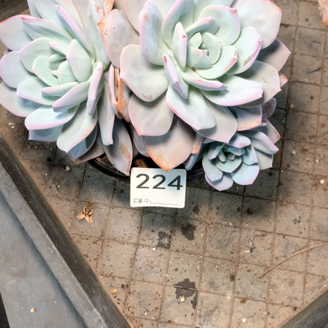 W***e# 224不拍冷链不售后