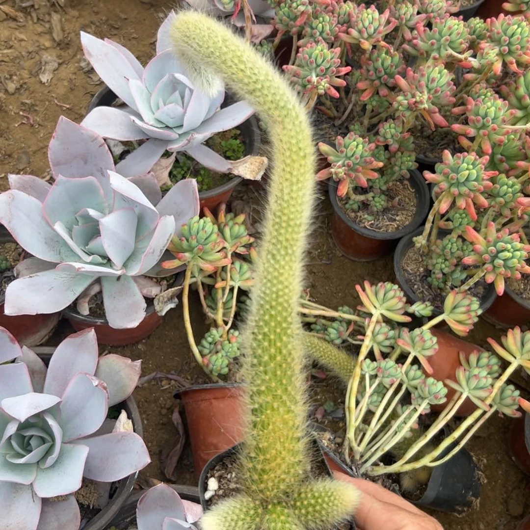 多肉植物多肉植物