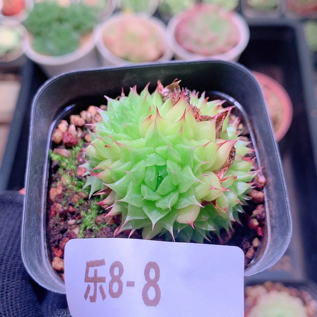 乐然8-8 海王群 不包整