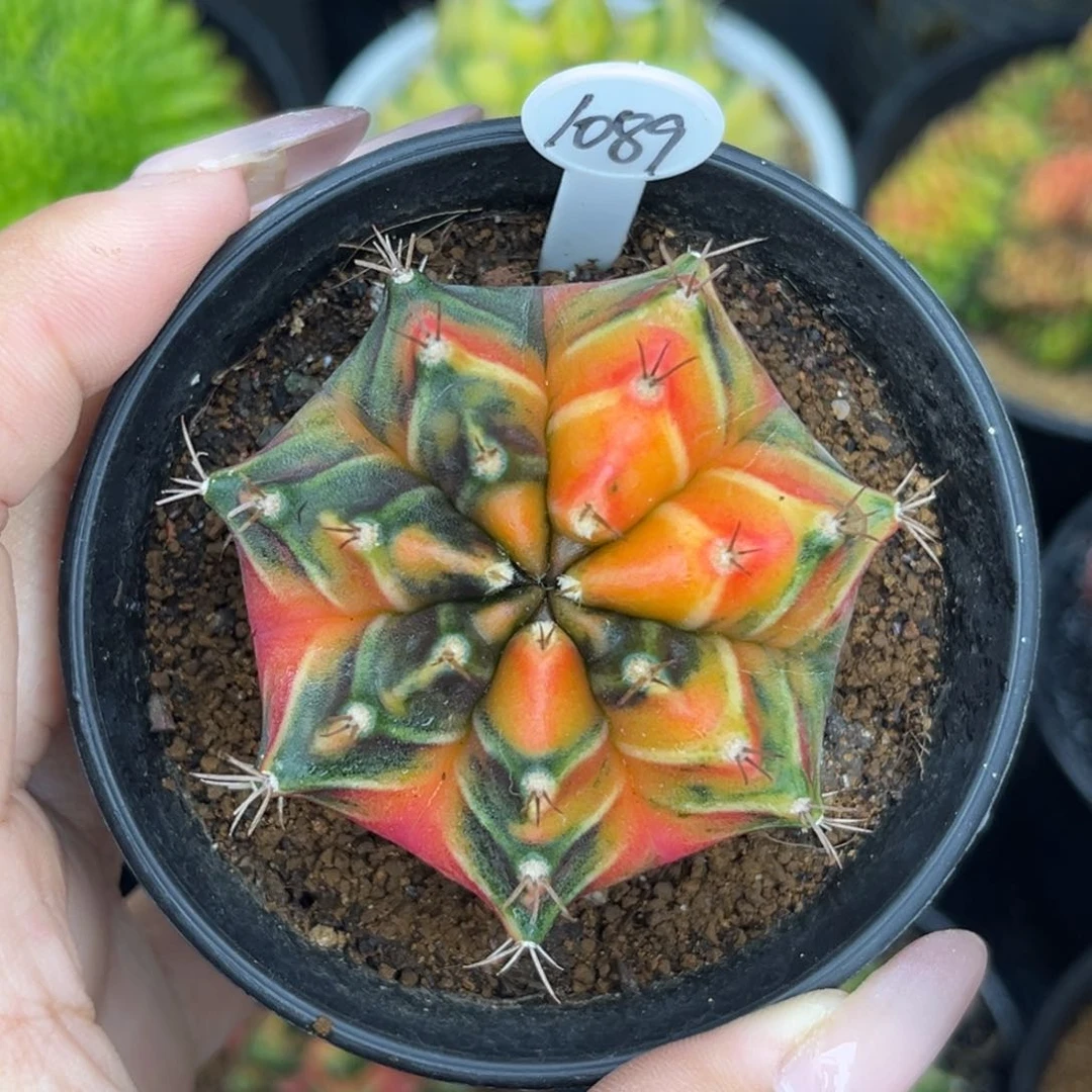 1089    带盆土发货