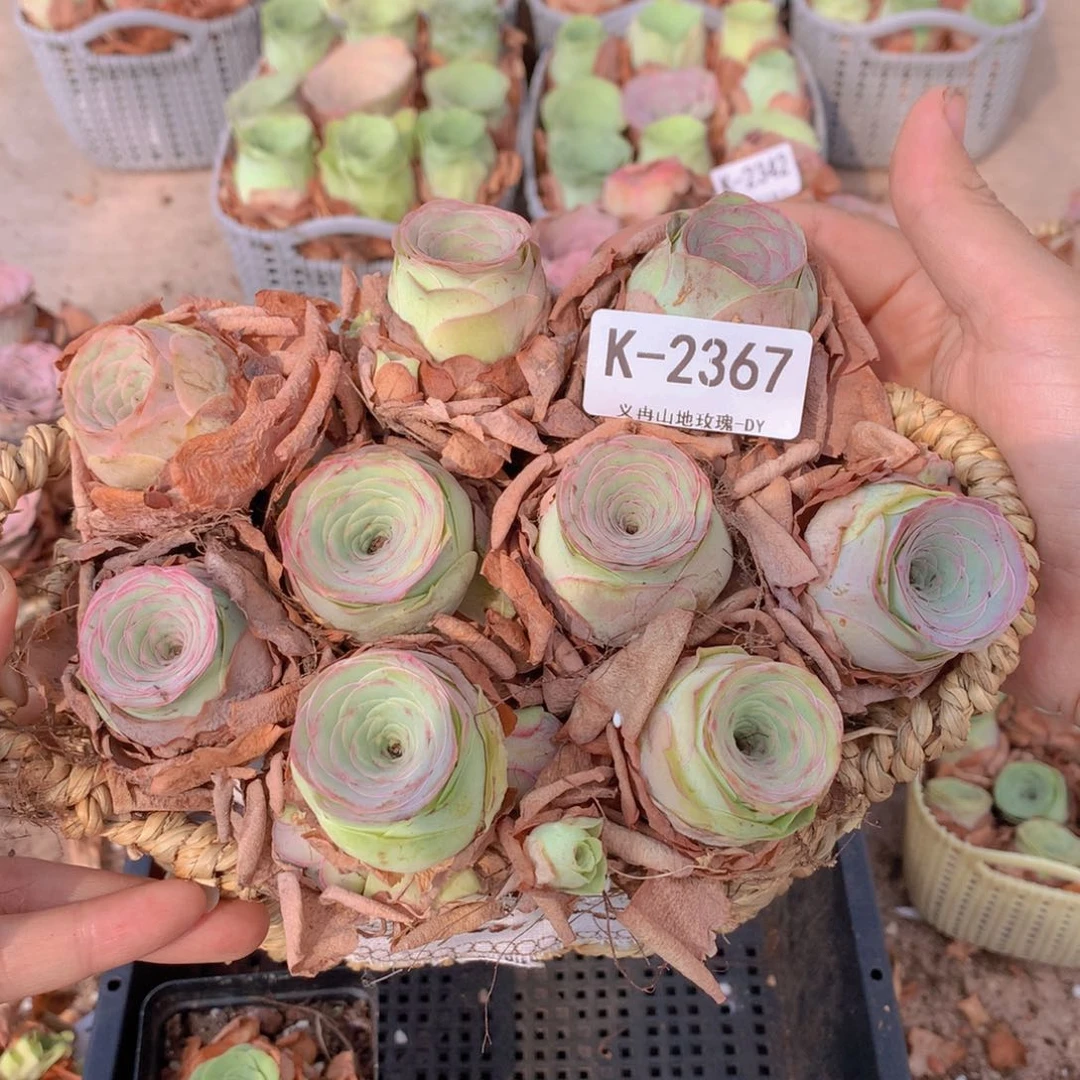 2367水蜜桃9颗带篮子