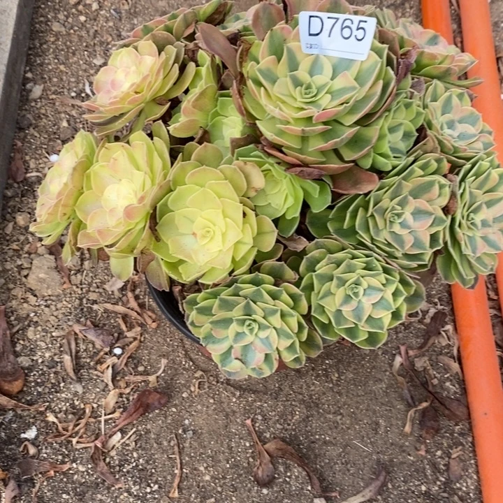 765青哥多肉植物法师