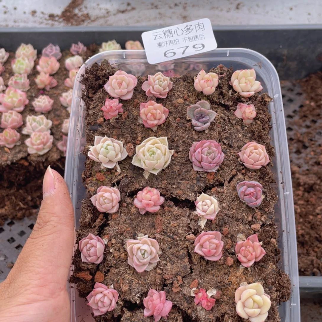云糖心多肉植物679