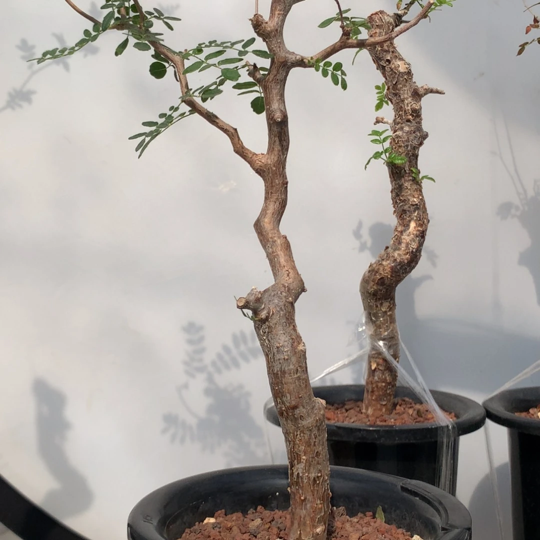 滔天橄榄产地熟桩