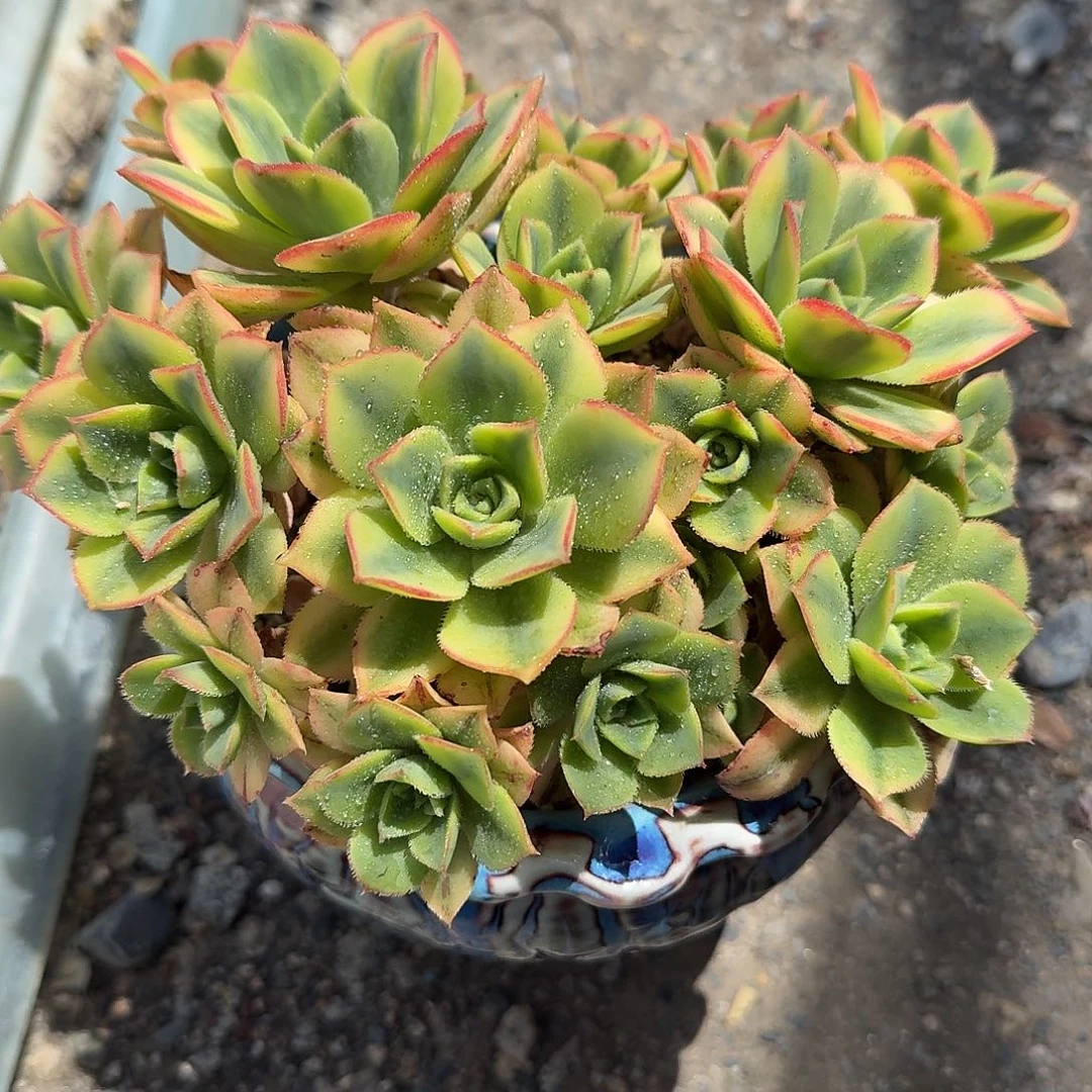 星宝带盆多肉植物