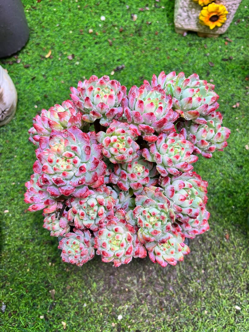 蓝苹果 灰太狼家多肉 满9.9元包邮