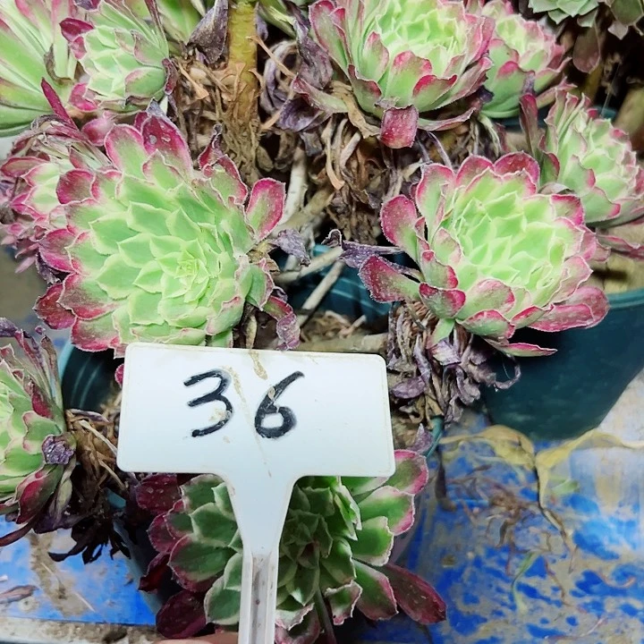 双***花多肉植物天河法师
