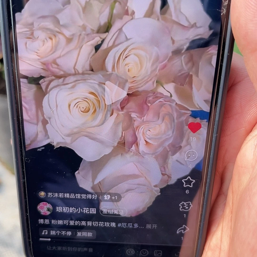 无花朵——-伯恩 福利款