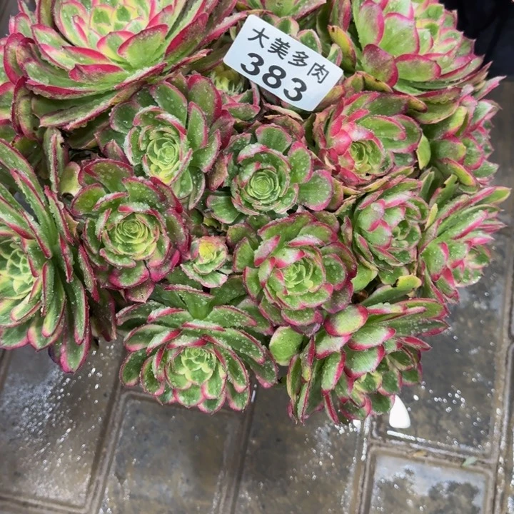 懂*粉体海王383肉肉