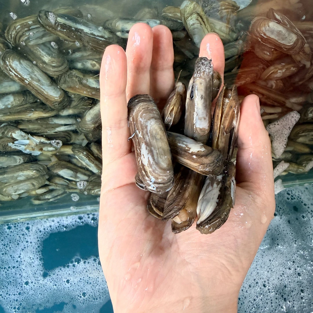 【新鲜小人鲜】壳薄肉厚无沙海鲜肉质饱满口感好
