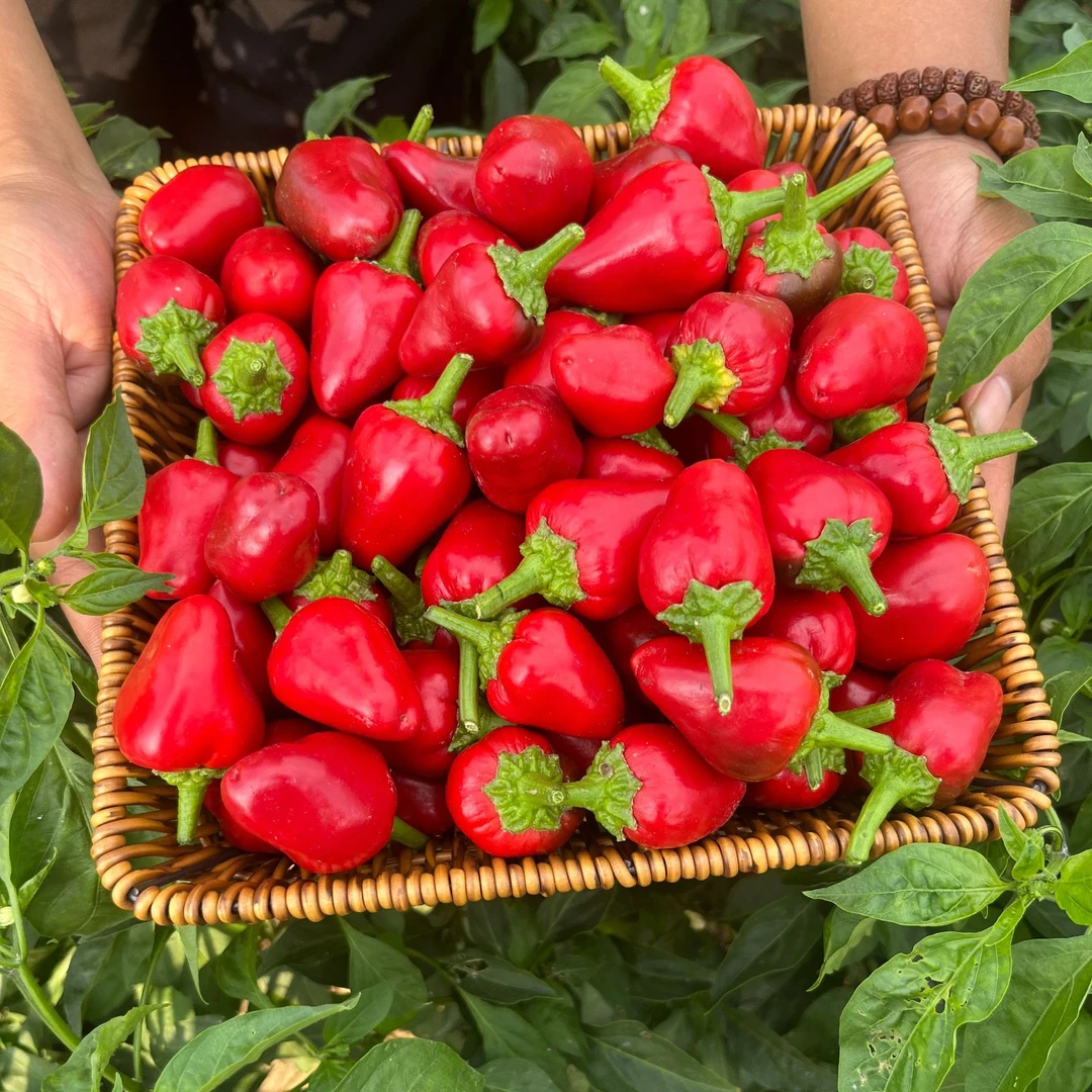 【顺丰包邮】新鲜现摘子弹头辣椒草莓椒香辣可口草莓椒