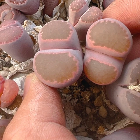 【闪购商品】25404