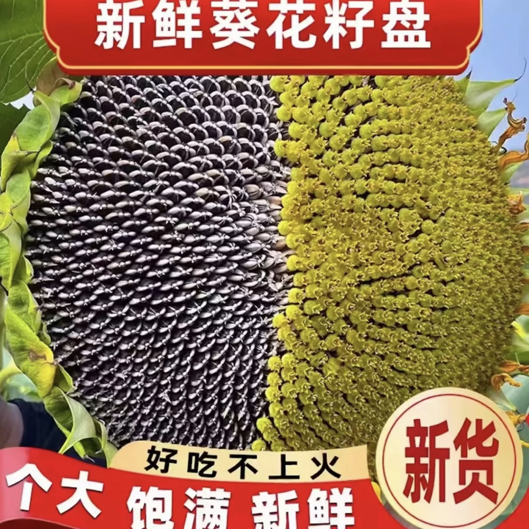 新鲜现摘现发带盘向日葵生瓜籽原味（顺丰快递）