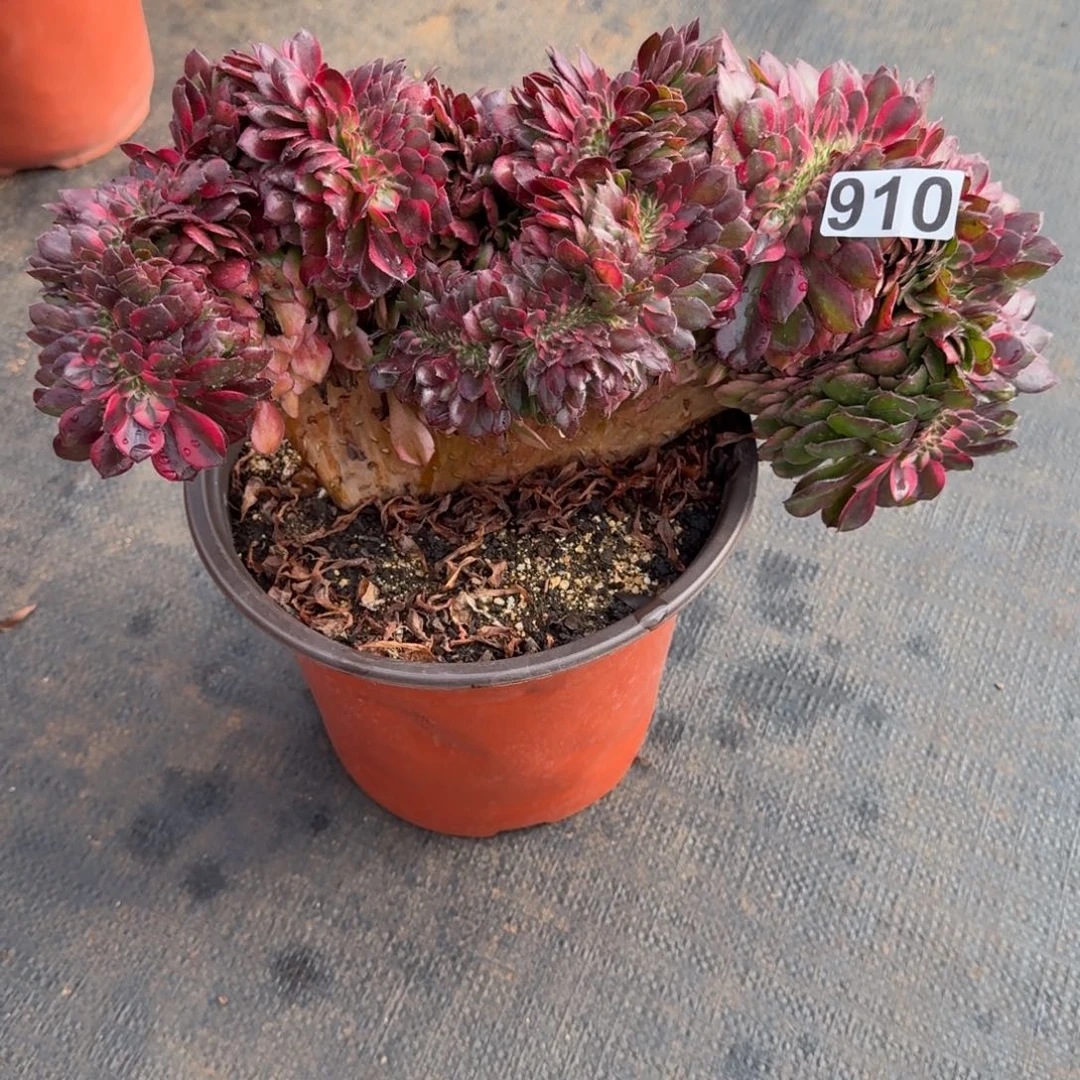 910多肉植物荔枝缀