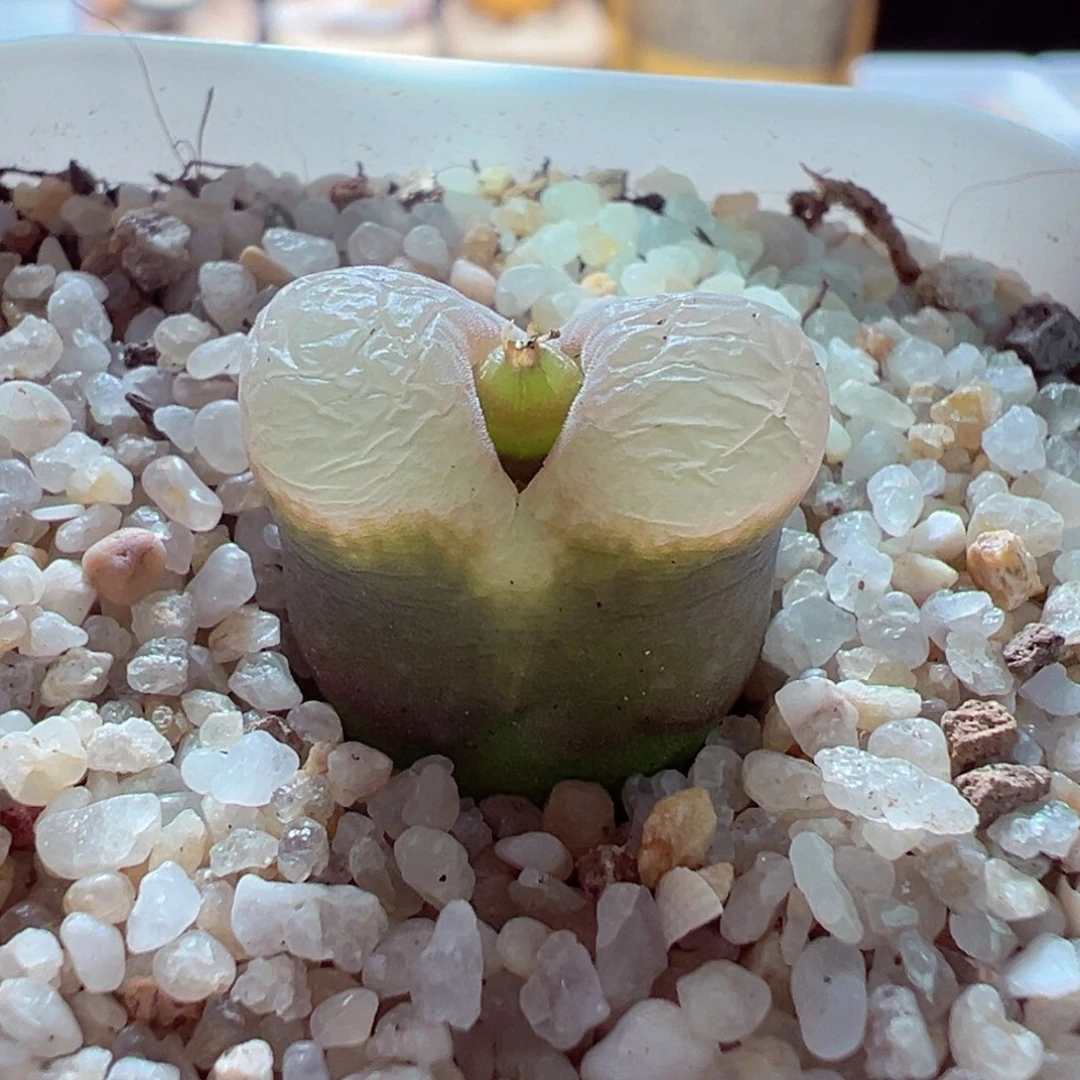 1228-112多肉多日白窗