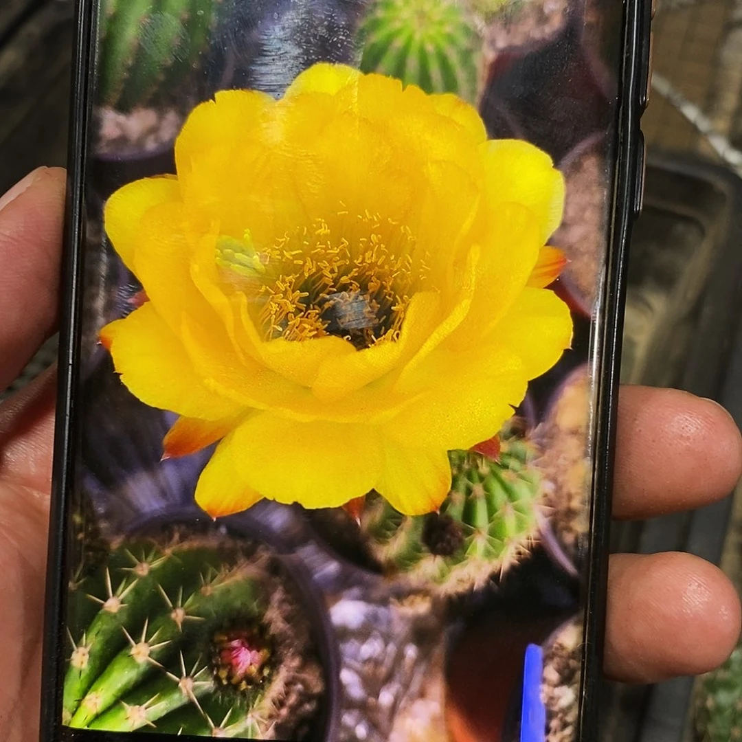 毛 黄金酒杯/侧芽歪20包邮/5公分