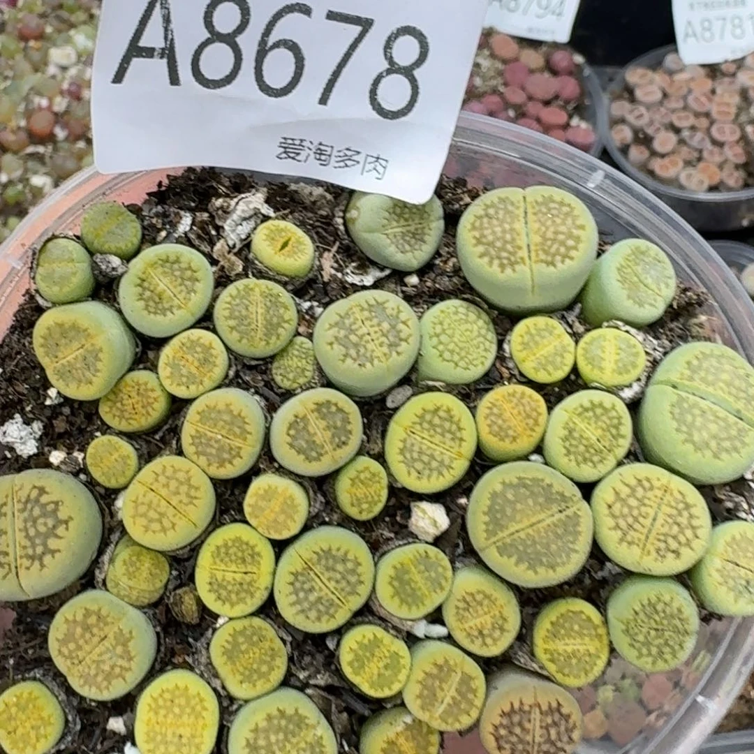 8678––零下地区需拍保温箱