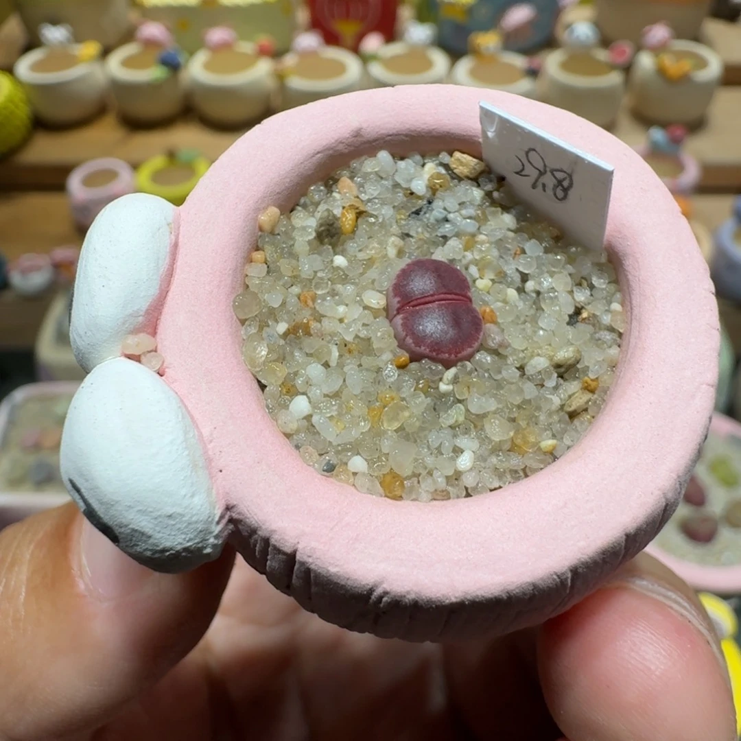 蘑菇1106阿克塞尔玫瑰多肉植物